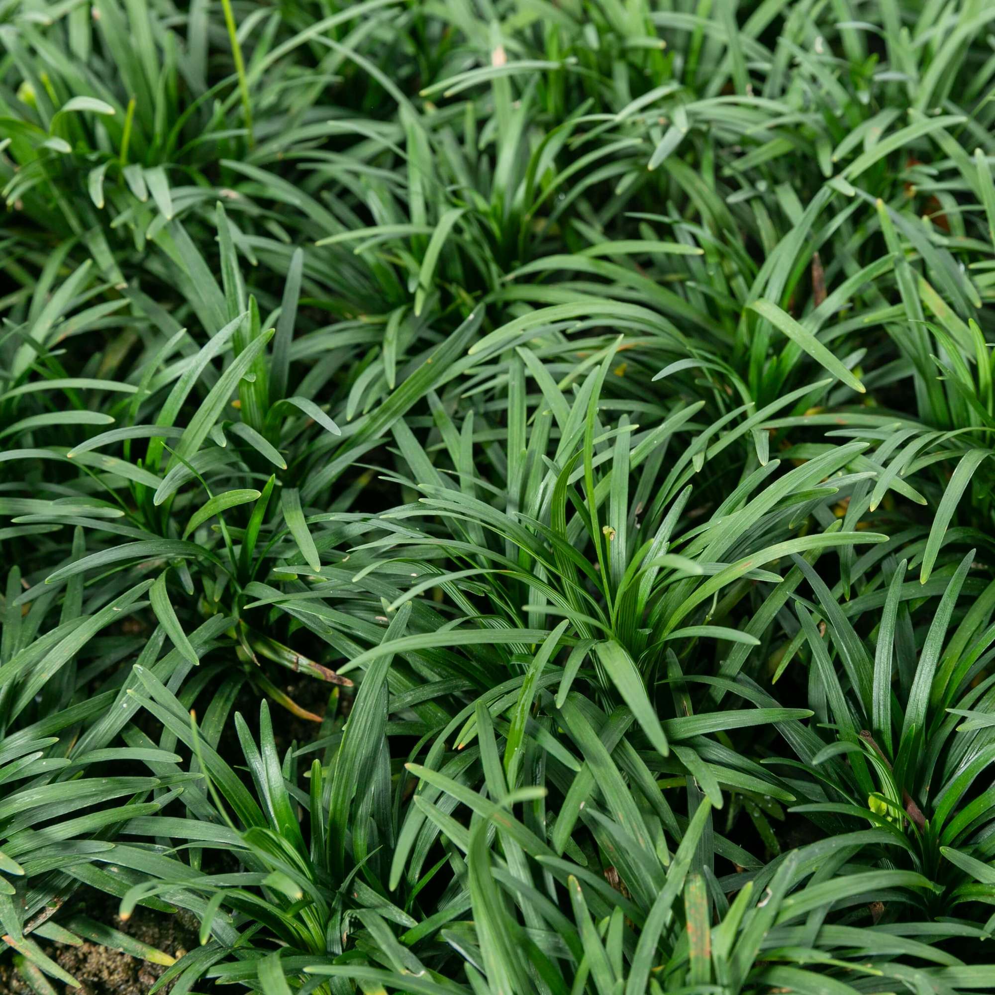 玉竜 タマリュウ 植栽 グラウンドカバー リュウノヒゲ