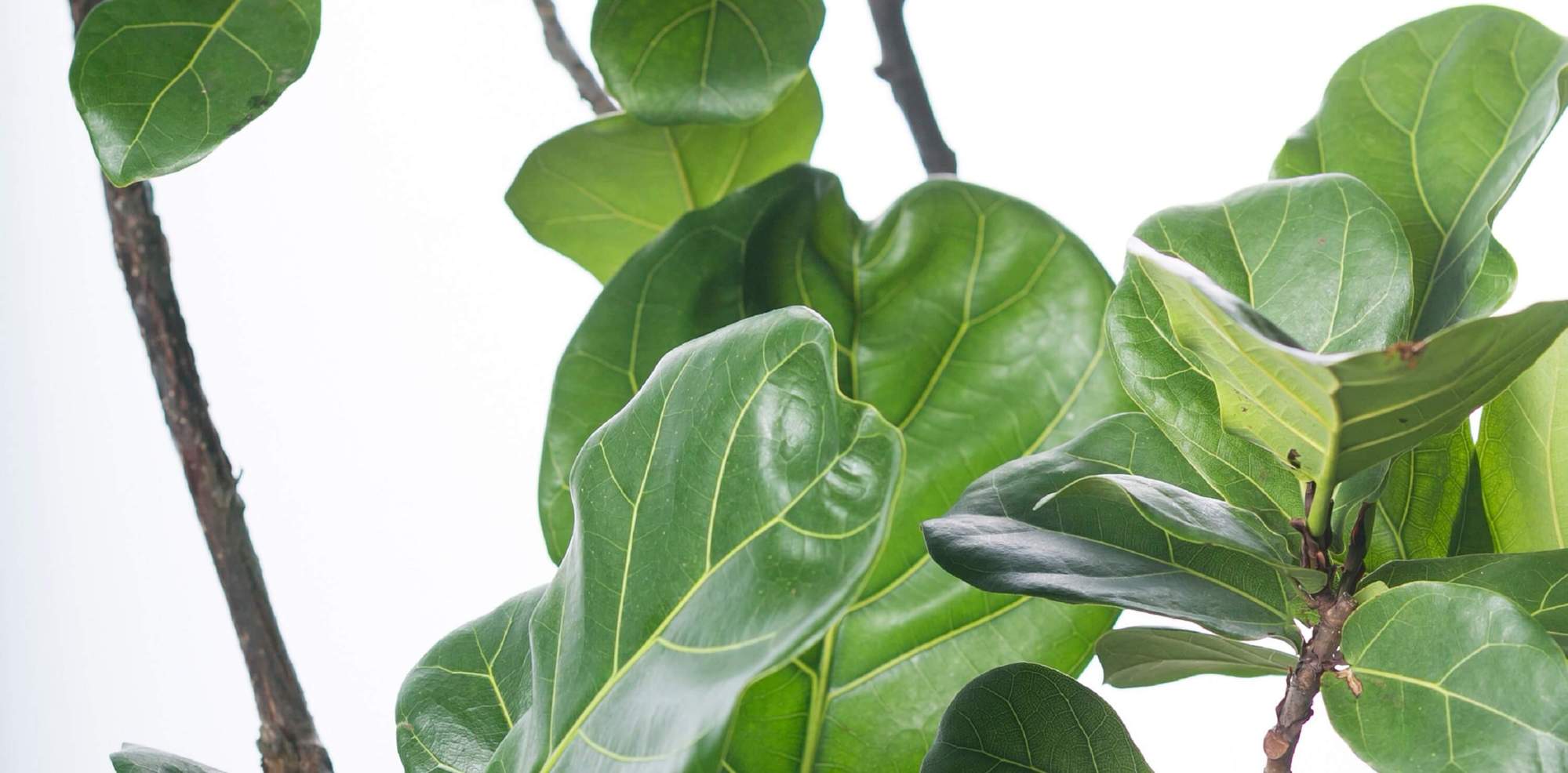 カシワバゴムノキフィカス・リラータ 観葉植物   愛知県名古屋市外