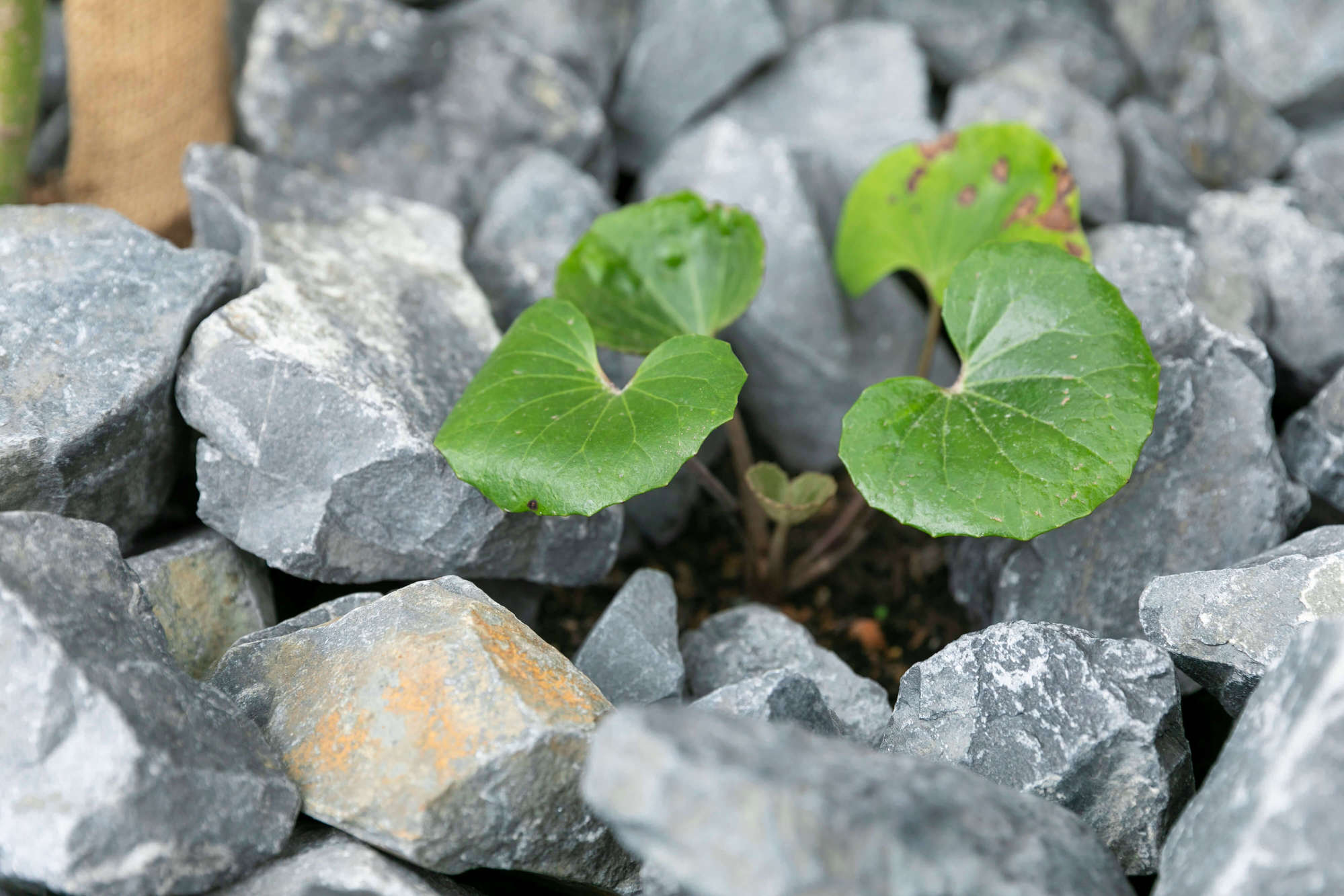 ツワブキ 植栽 割栗石 自然石 和庭 和モダン