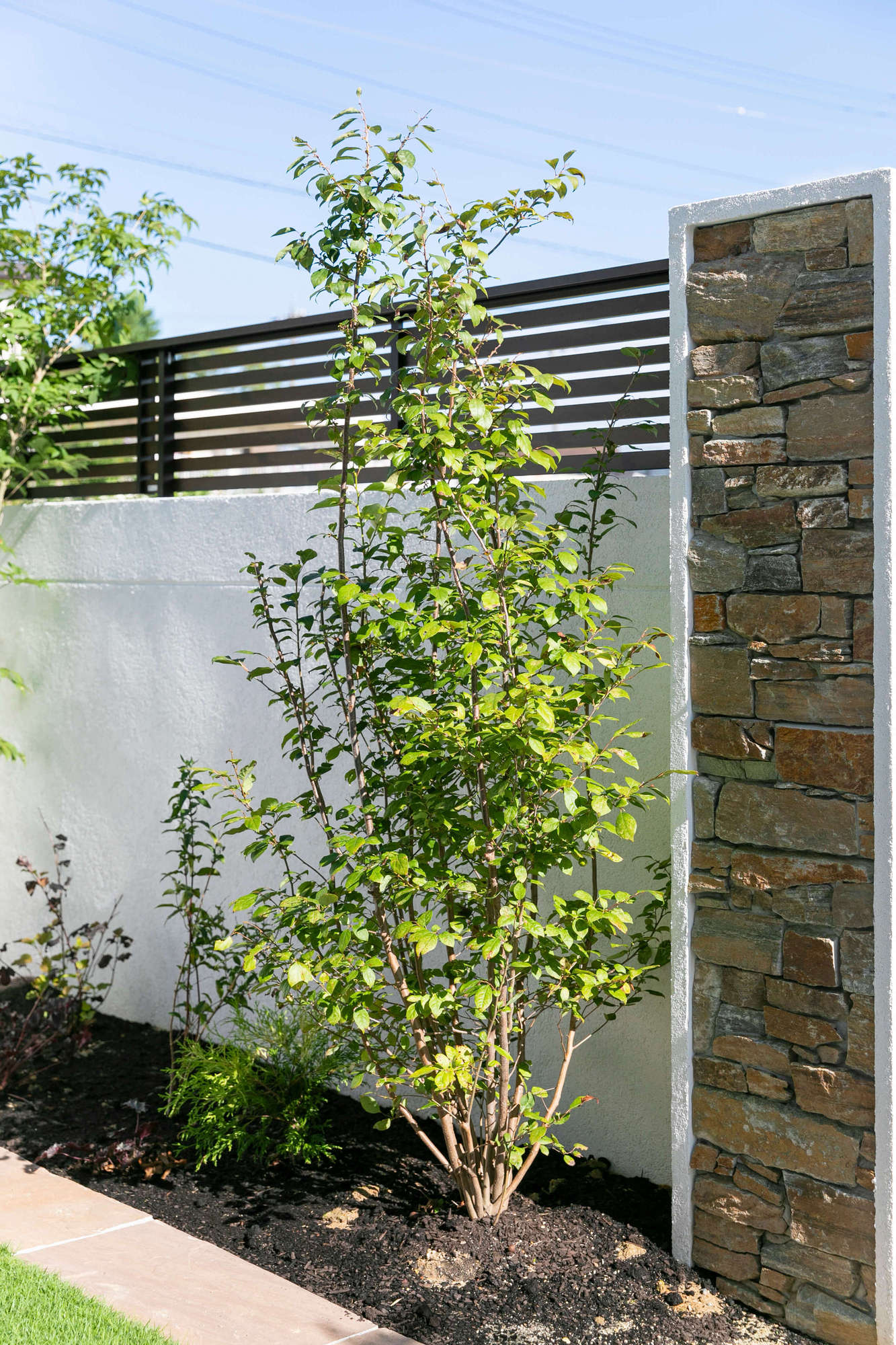 庭 ガーデン アブラチャン 植栽 目隠し壁 間仕切壁 ロッツプレート