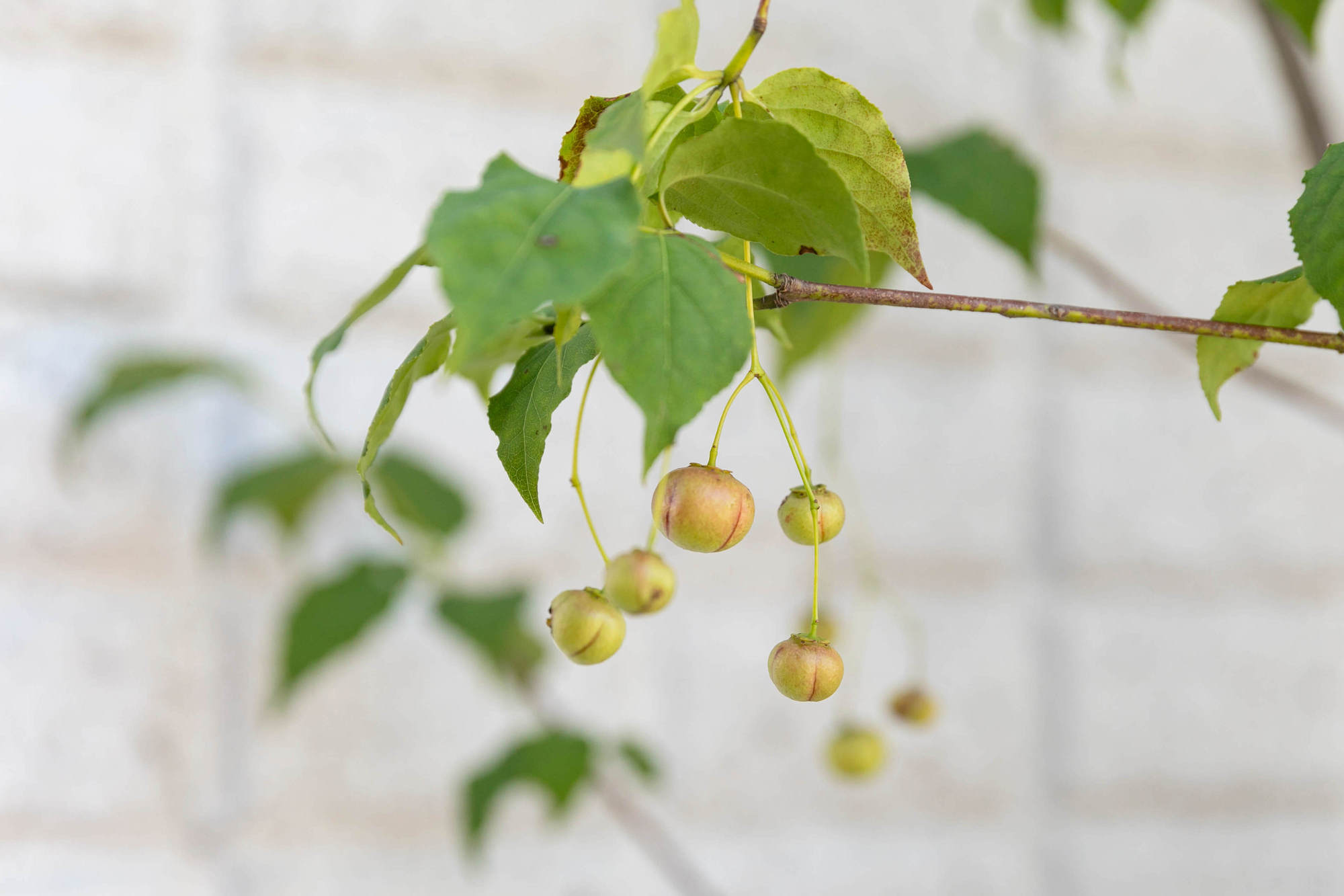 ツリバナ 植栽 落葉高木 庭木 シンボルツリー 新築外構