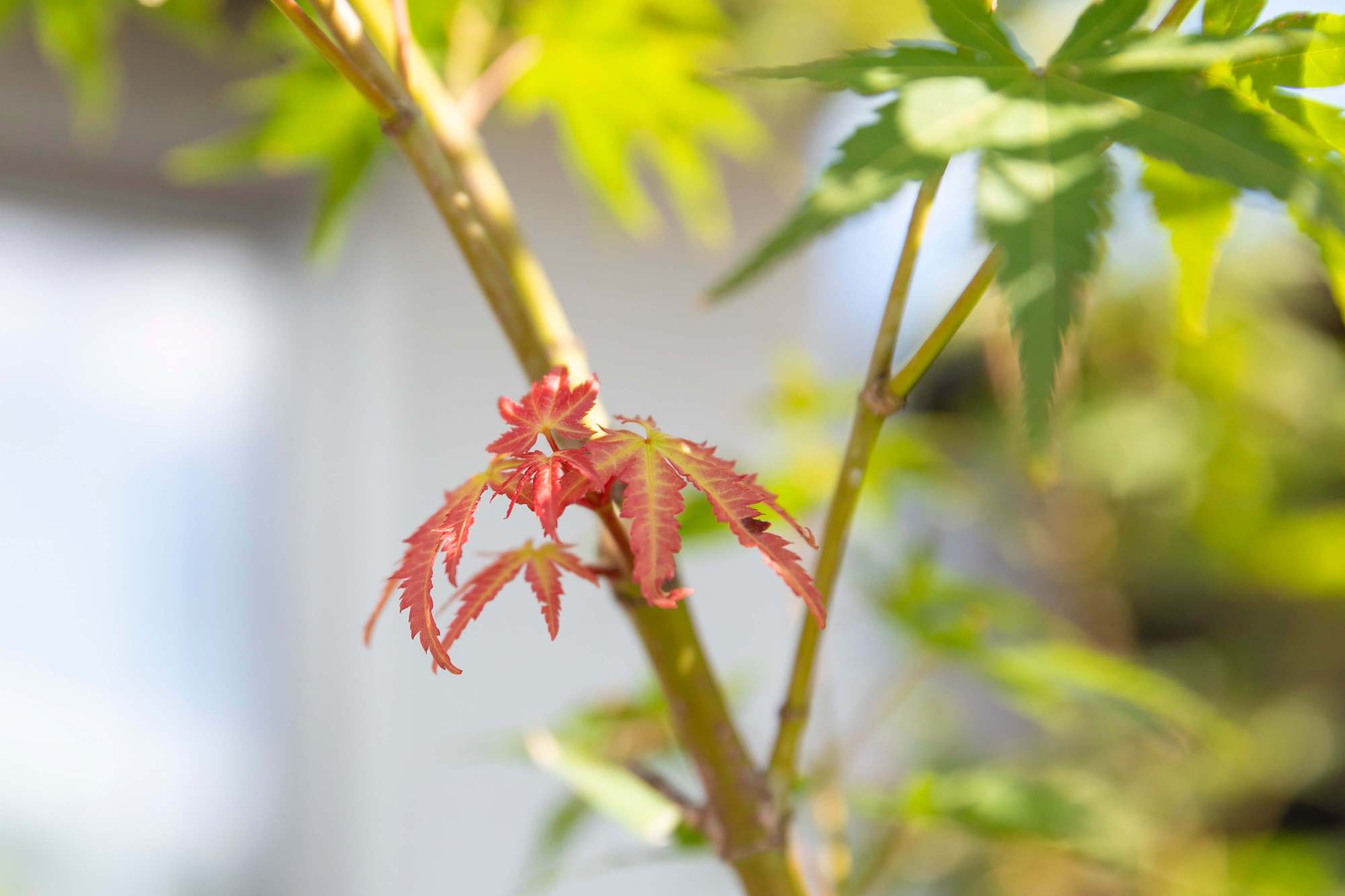 植栽 庭 ガーデン イロハモミジ