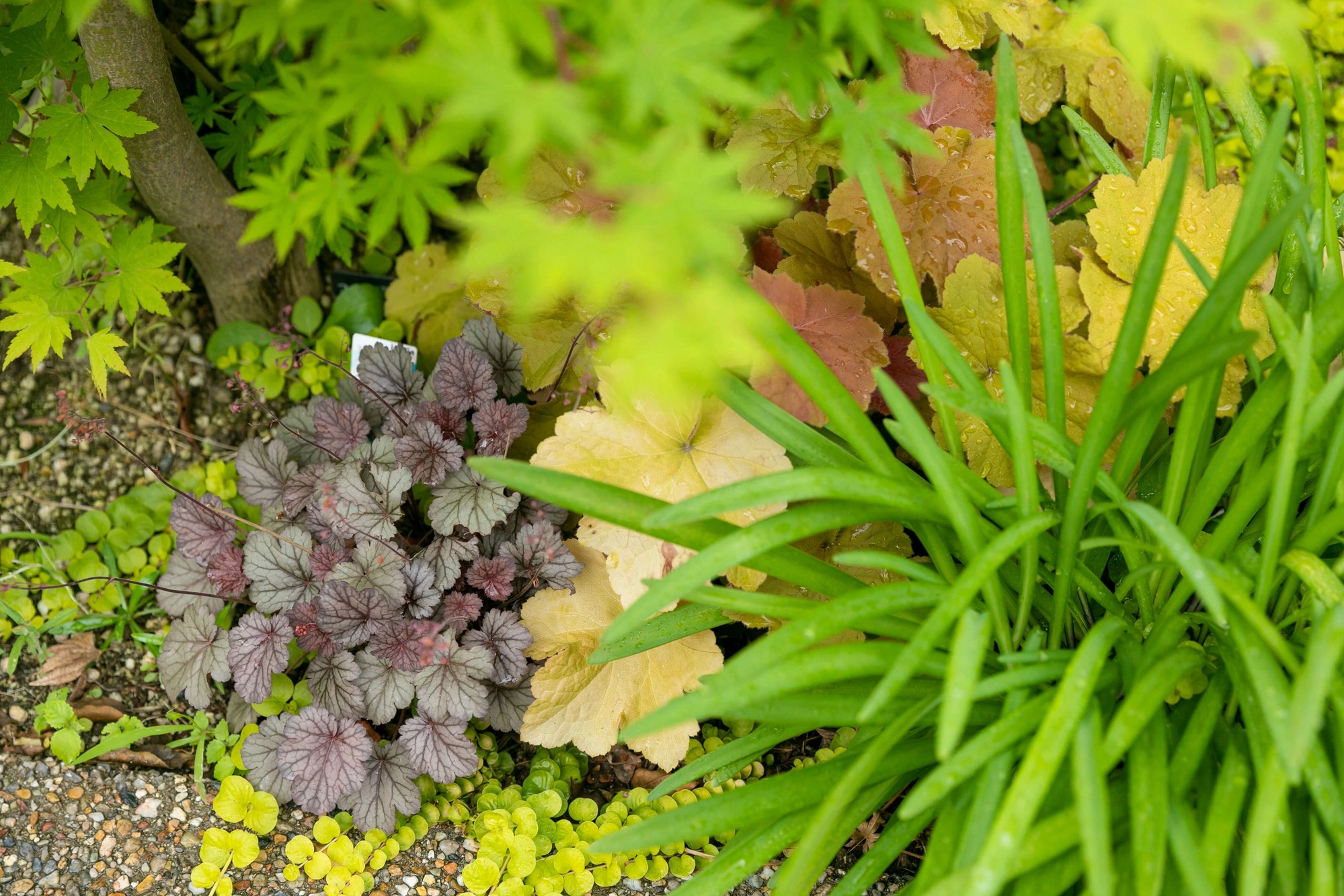庭 ガーデン ナチュラルガーデン 自然石 ストーンテラス 植栽