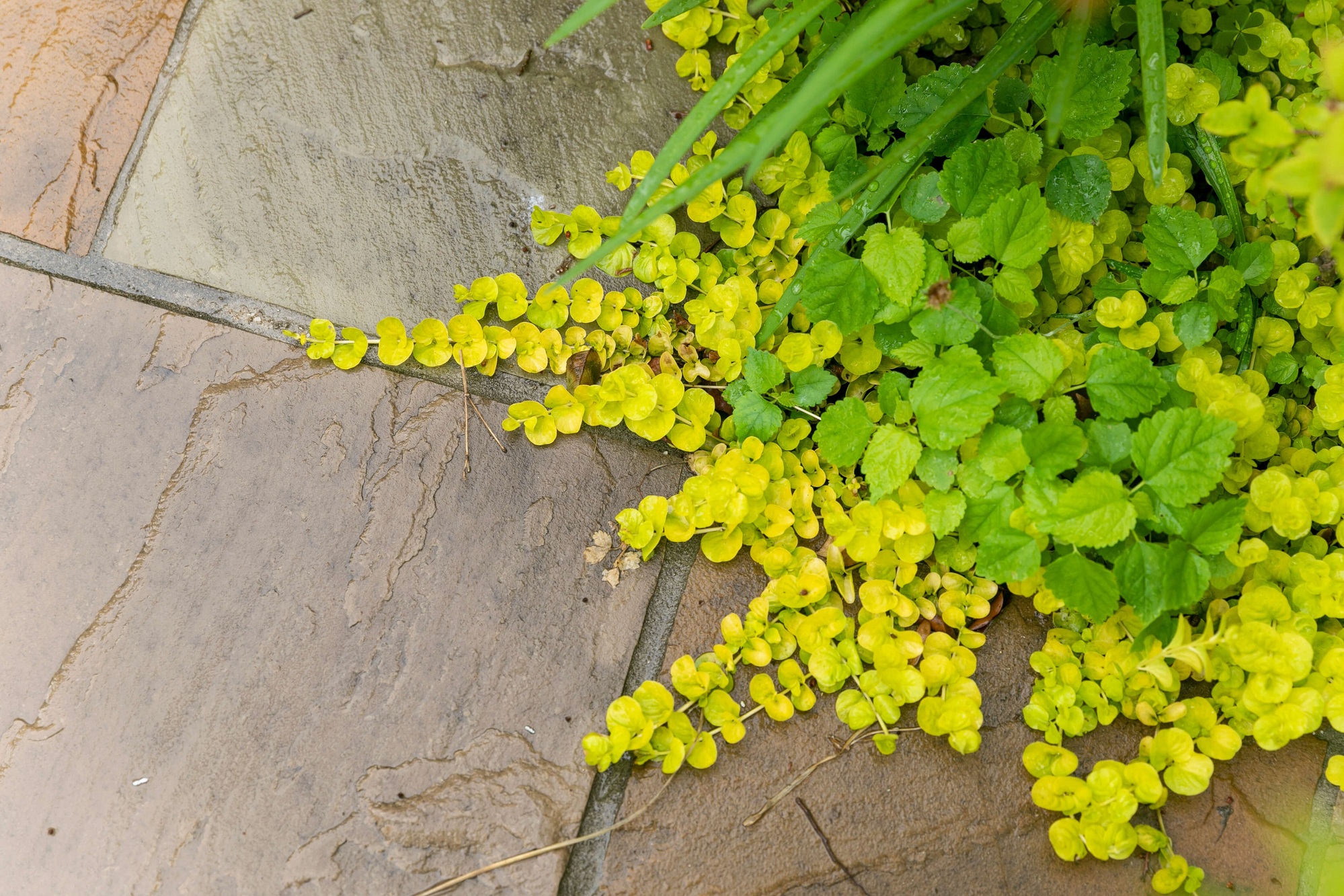 庭 ガーデン ナチュラルガーデン 自然石 ストーンテラス 植栽