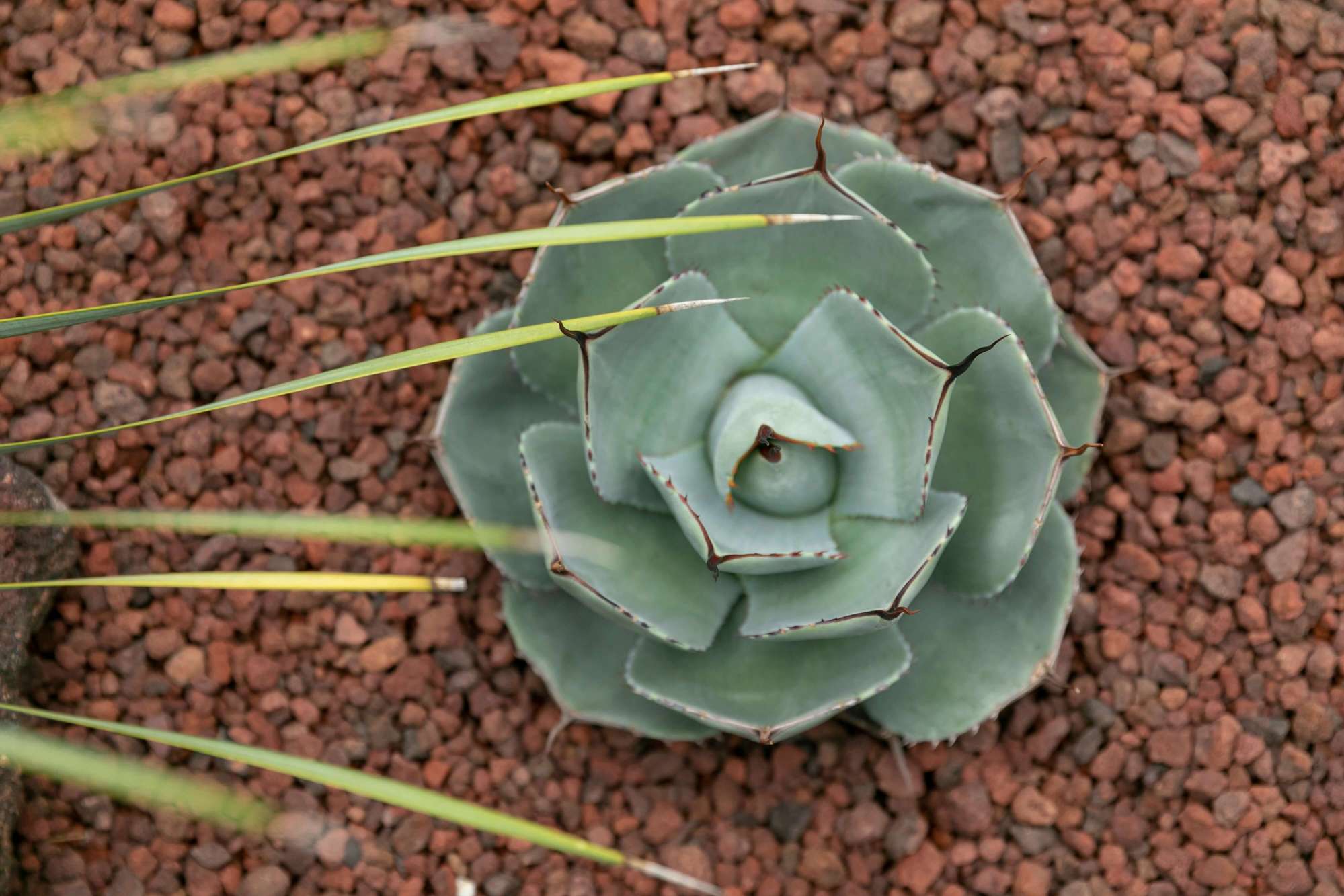 庭 ガーデン マリン風 ブルー 花壇 植栽