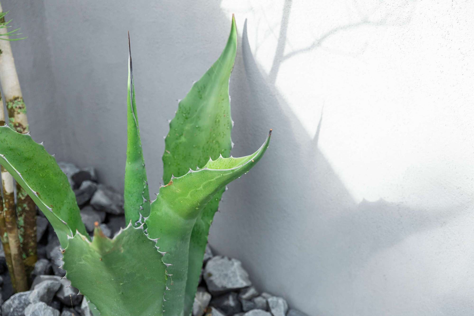 愛知県 名古屋市 一宮市 新築外構 おしゃれ かっこいい ドライガーデン タイル 高級感 住友林業