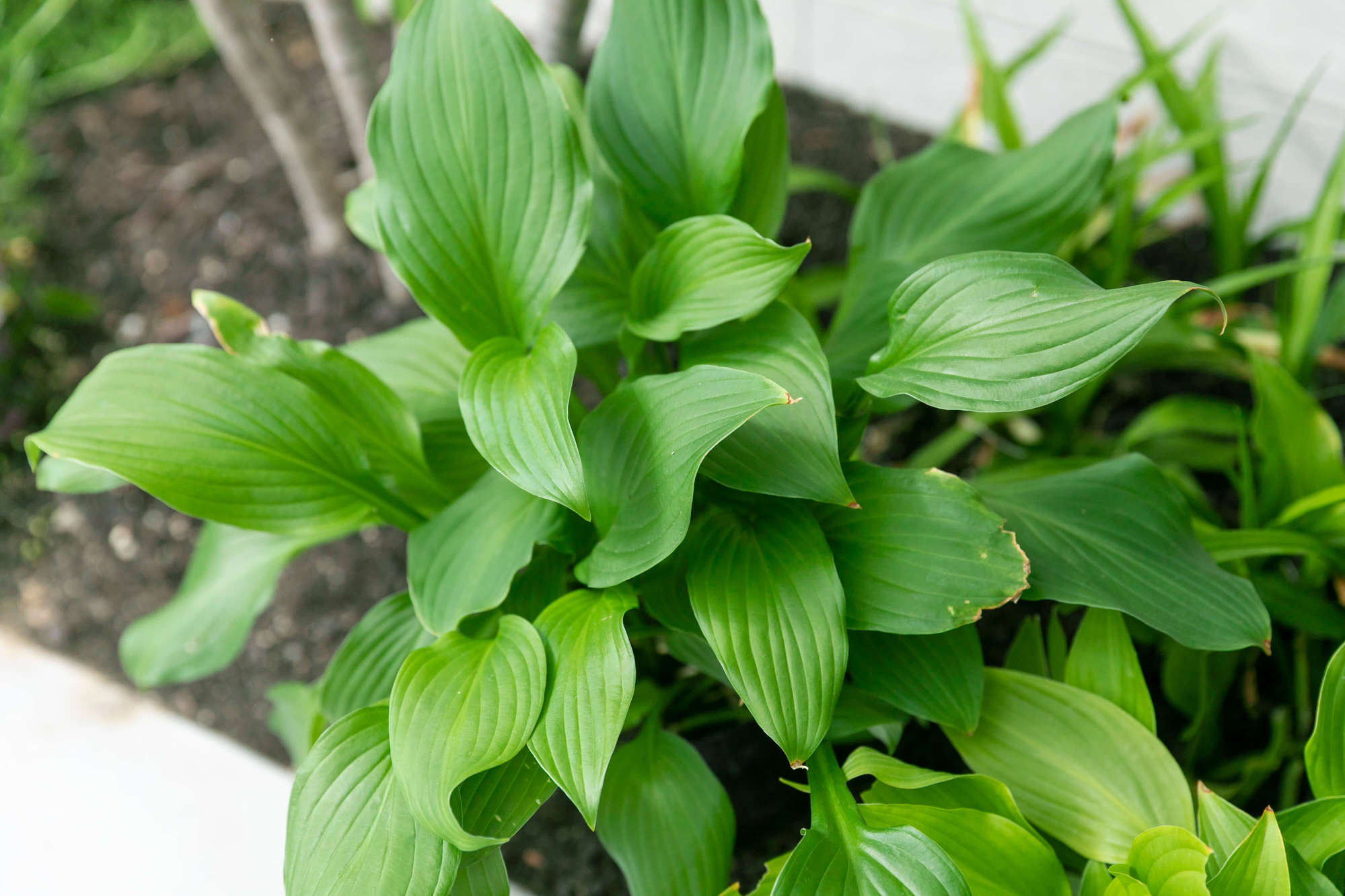 ホスタ、ギボウシ、花壇、植栽、庭、ガーデン