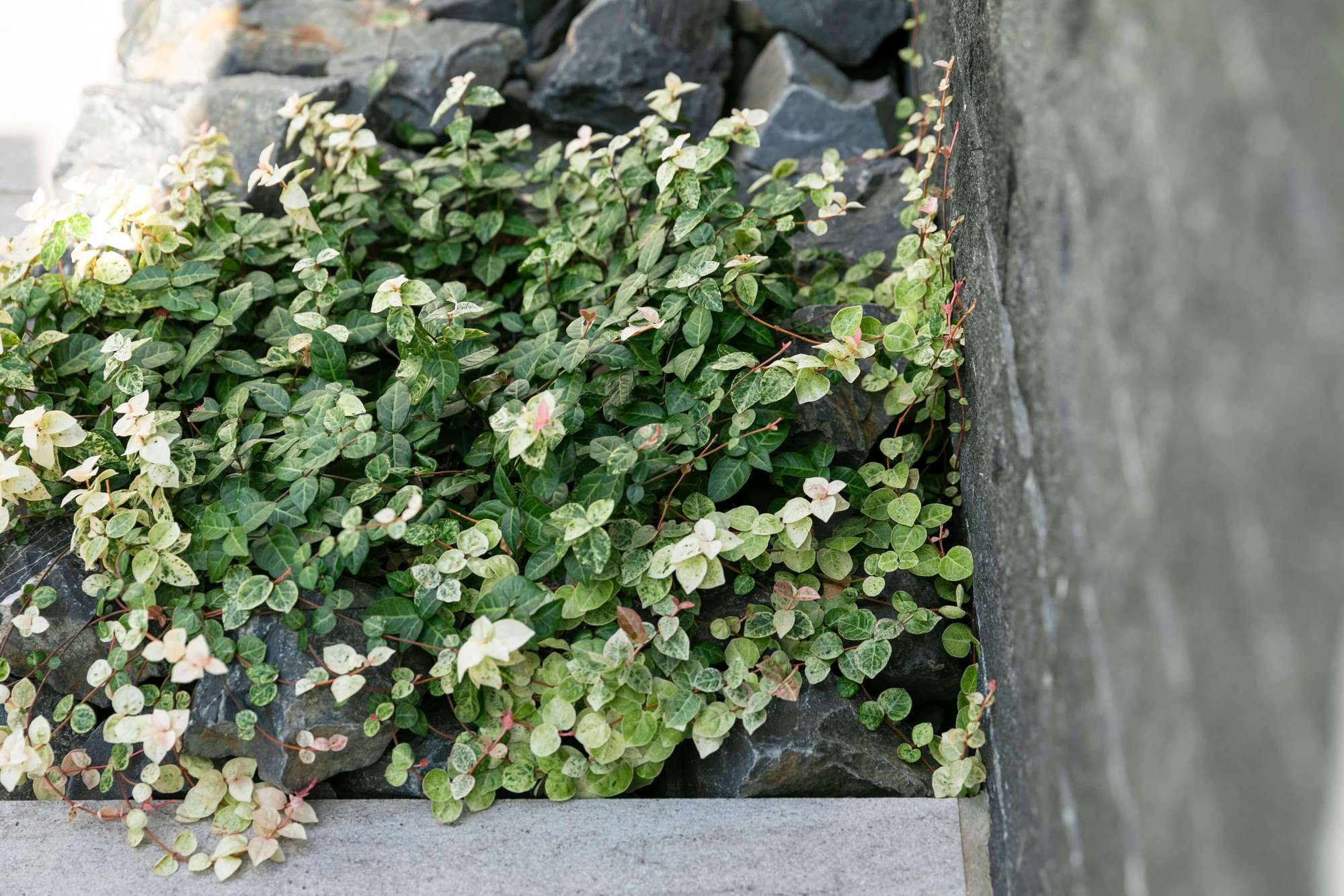 新築外構 お客様の声 イメージ写真 植栽 下草 ハツユキカズラ